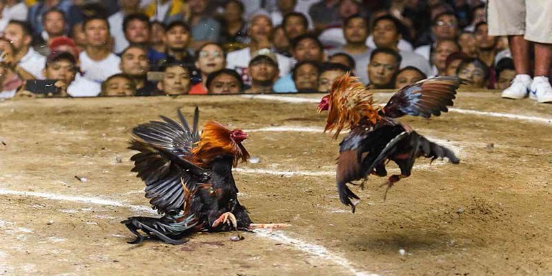 Kinh nghiệm chơi đá gà S666 thắng lớn từ cược thủ