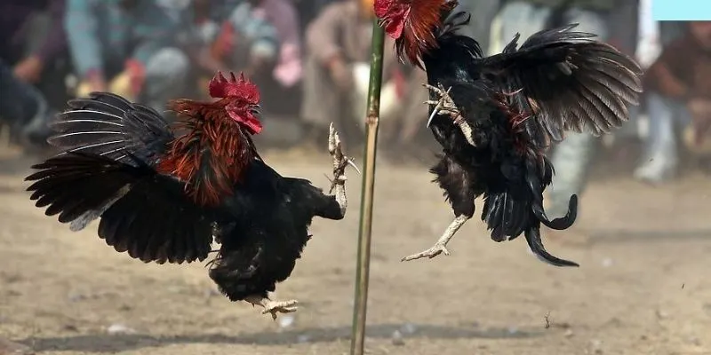 Ưu Điểm Nổi Bật Của Loại Kèo Này