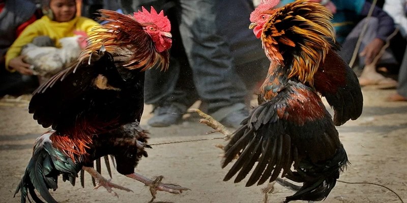 Xem đá gà đòn trực tiếp Thomo tại S666