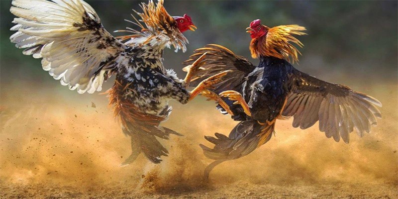 Trực tiếp đá gà Campuchia bình luận viên tại Hay88 rất thú vị