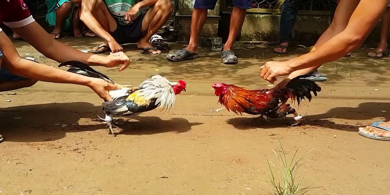 Bình luận viên đá gà cần có khả năng diễn đạt rõ ràng lưu loát